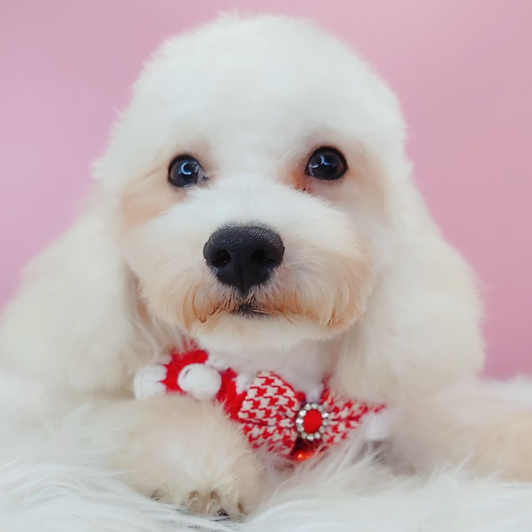 Maltipoo 马尔泰迪