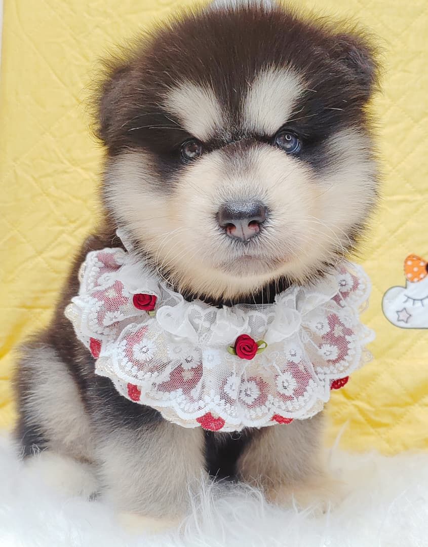 Alaskan Malamute 长毛哈士奇加阿拉斯加