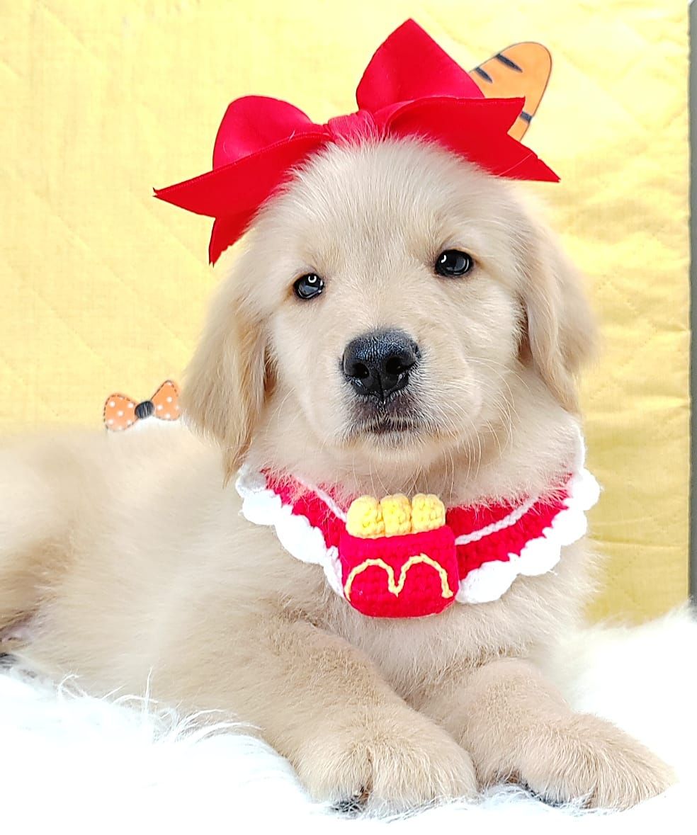 Golden Retriever 黄金猎犬