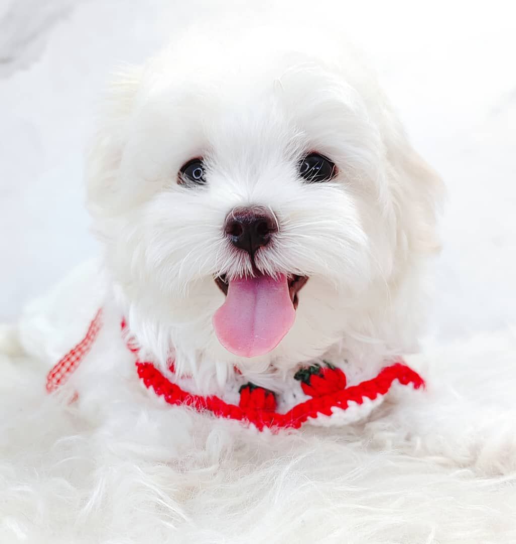 Maltese 马尔济斯