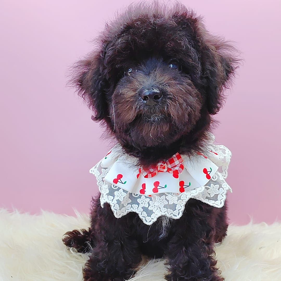 Poodle 娉拌开璐靛