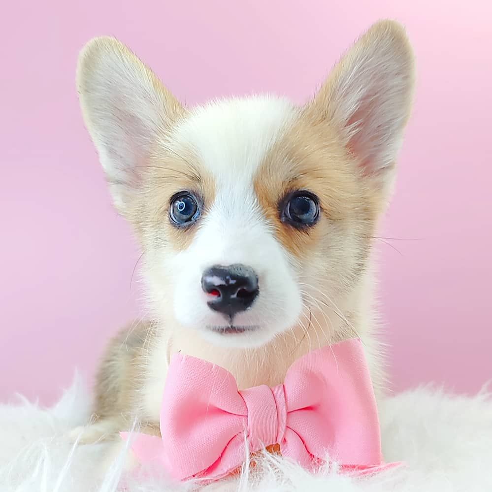 Corgi 柯基