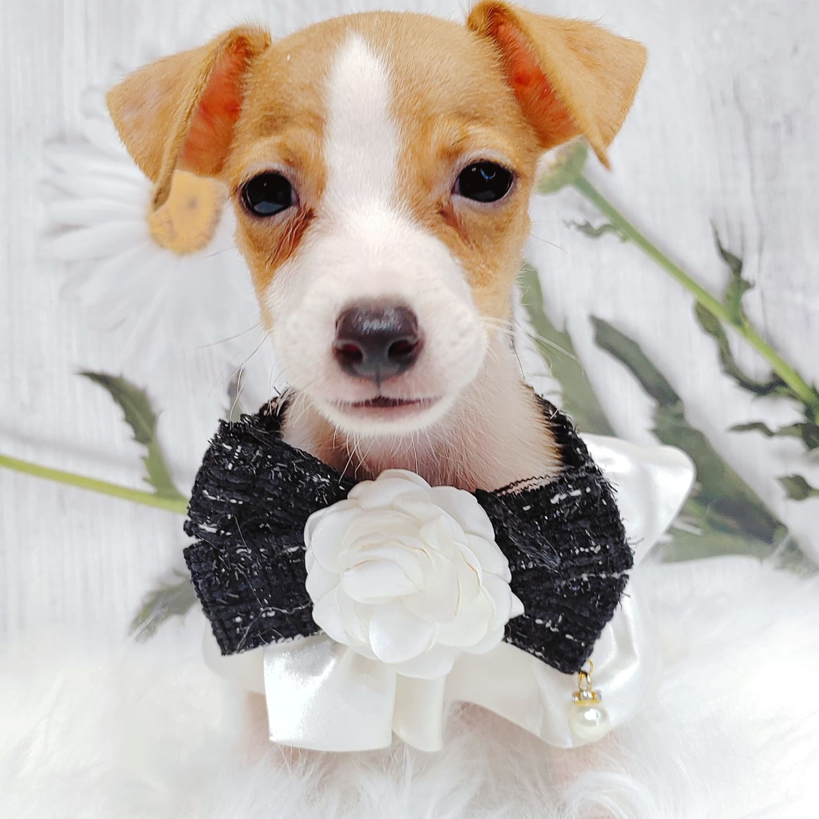 Jack Russell Terrier 杰克罗素梗
