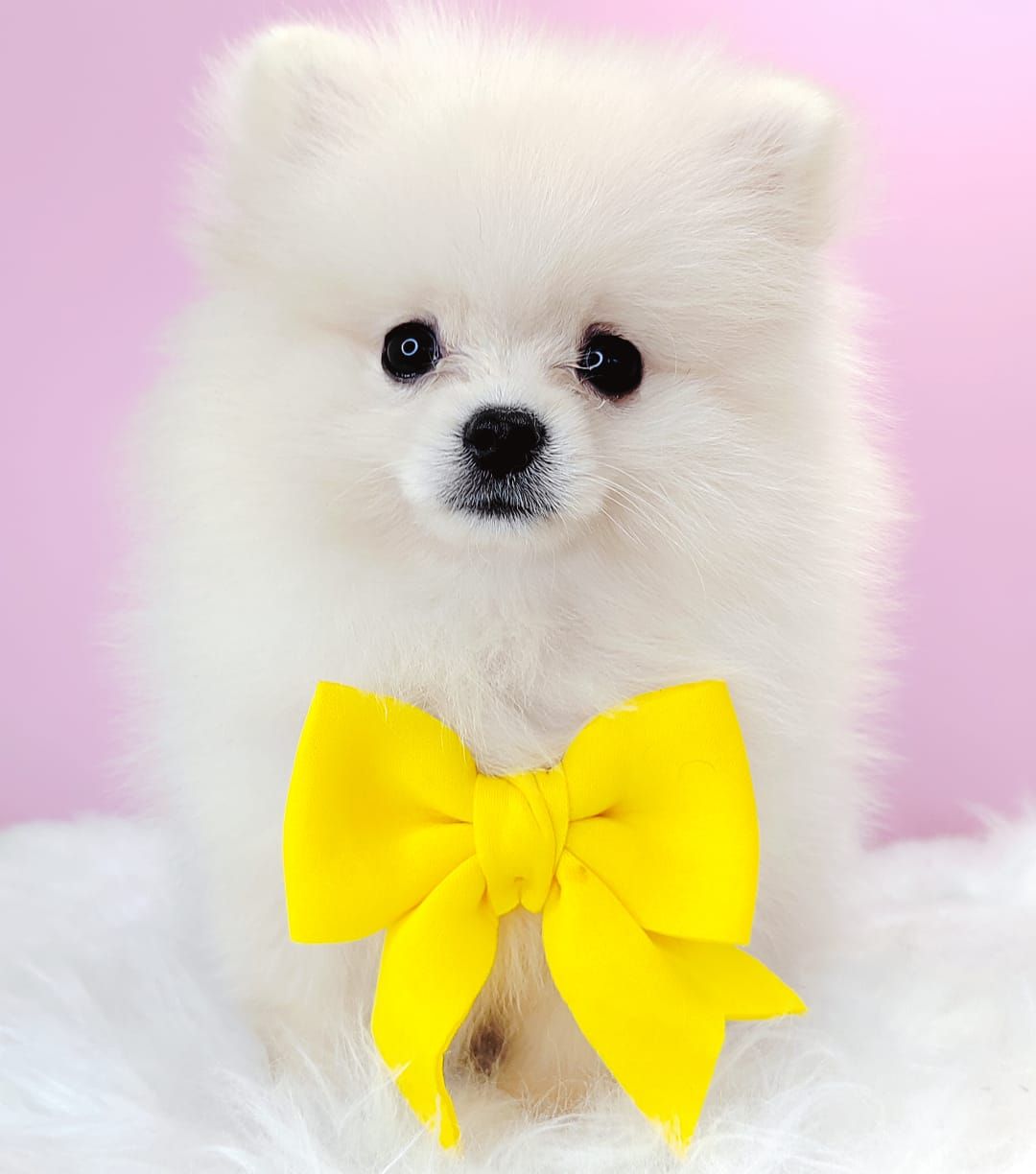 Pomeranian 博美
