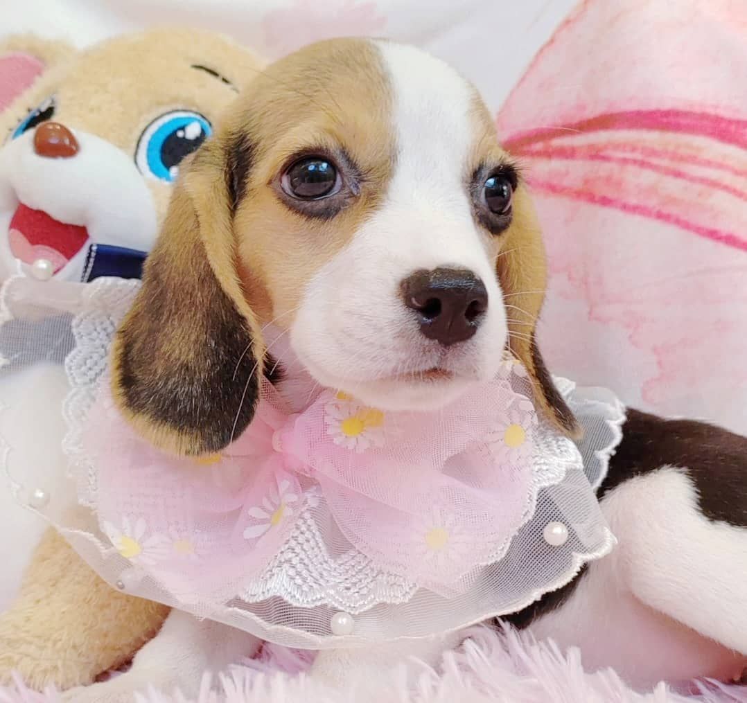 Beagle 米格鲁
