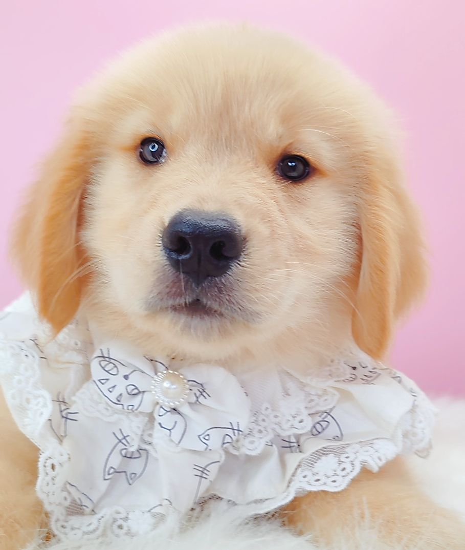 Golden Retriever 黄金猎犬