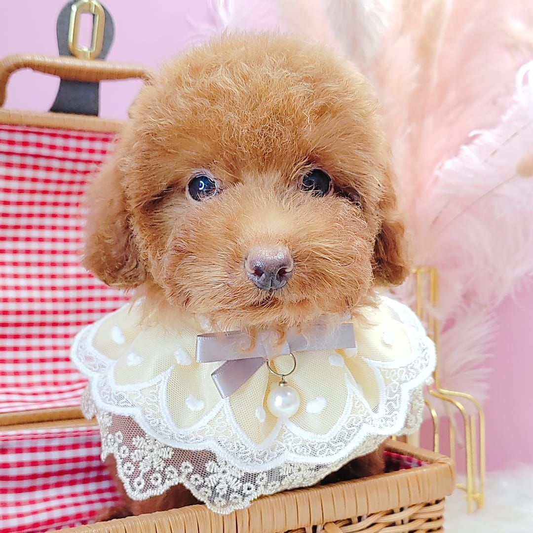 Poodle 娉拌开璐靛