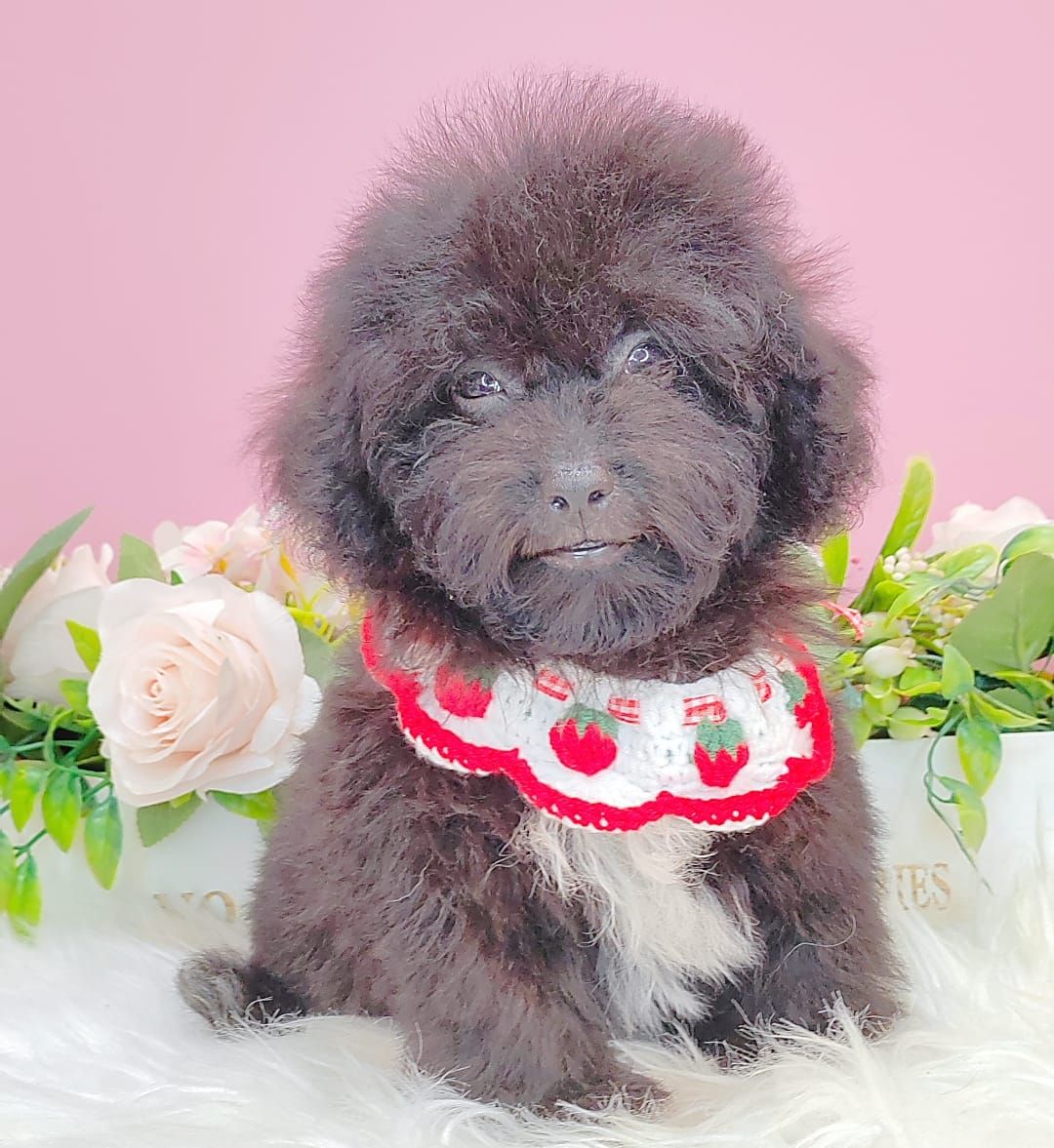 Poodle 娉拌开璐靛