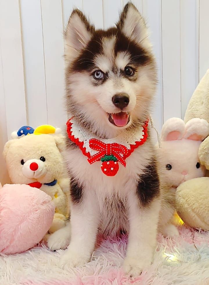 Wooly Husky 哈士奇