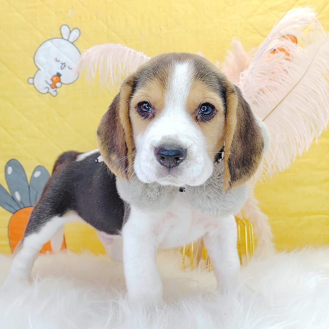 Beagle 米格鲁