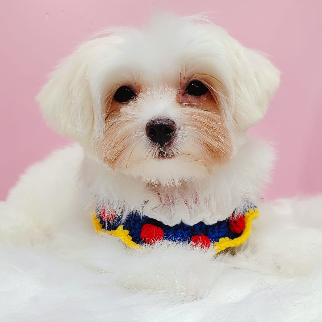 Maltese 马尔济斯