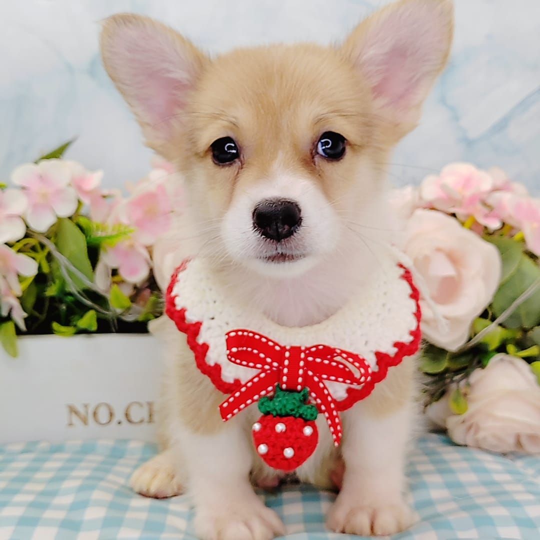 Welsh Corgi 柯基