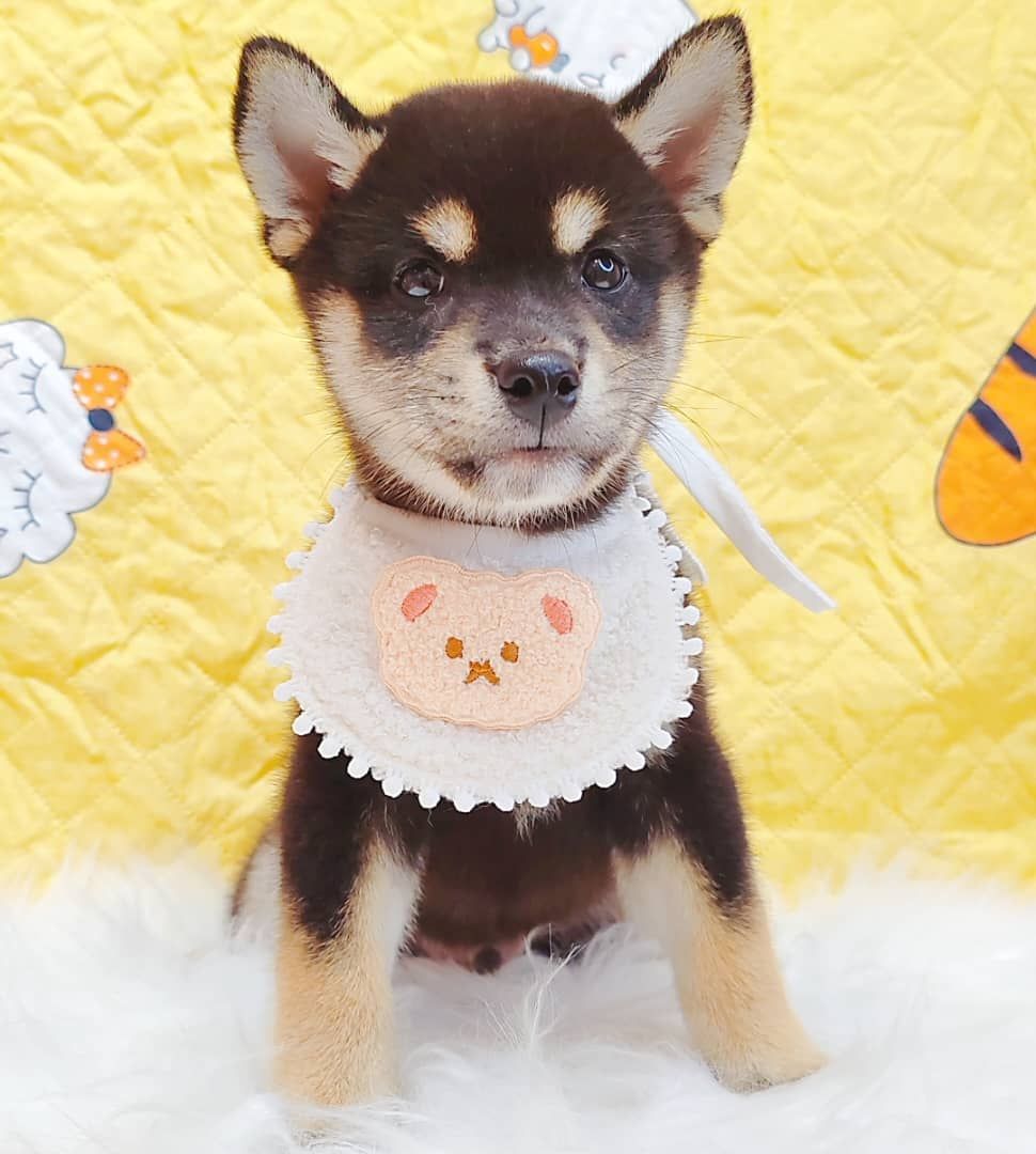 Shiba Inu 柴犬