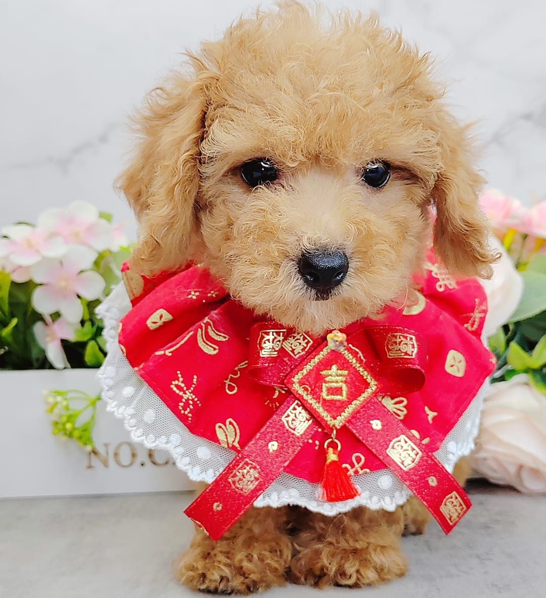 Poodle 娉拌开璐靛
