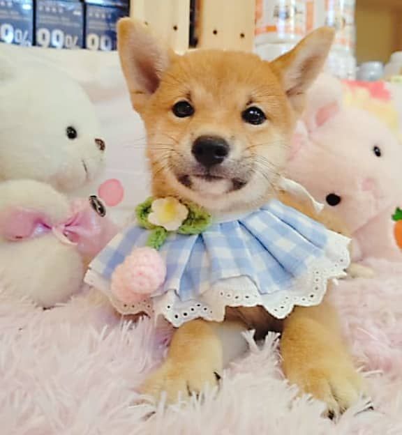 Shiba inu 柴犬