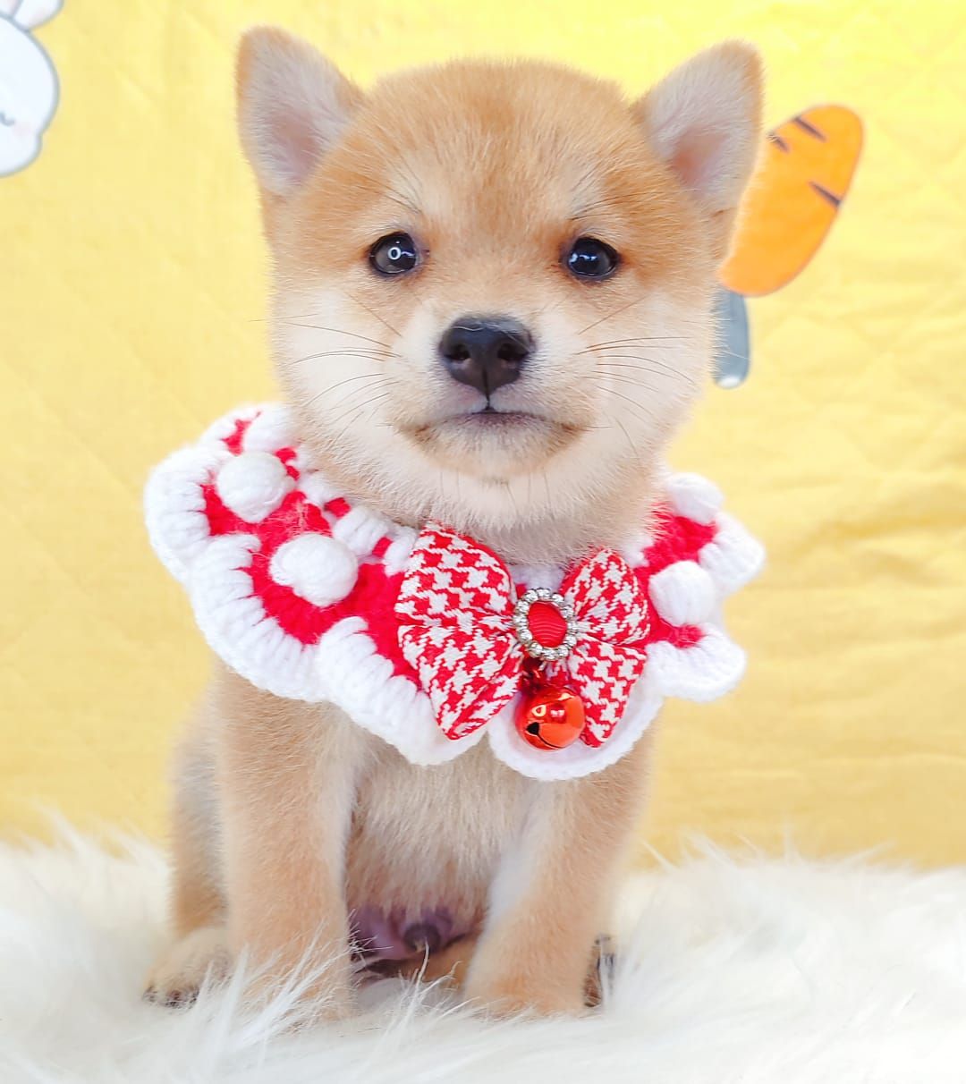 MameShiba Inu 豆柴柴犬