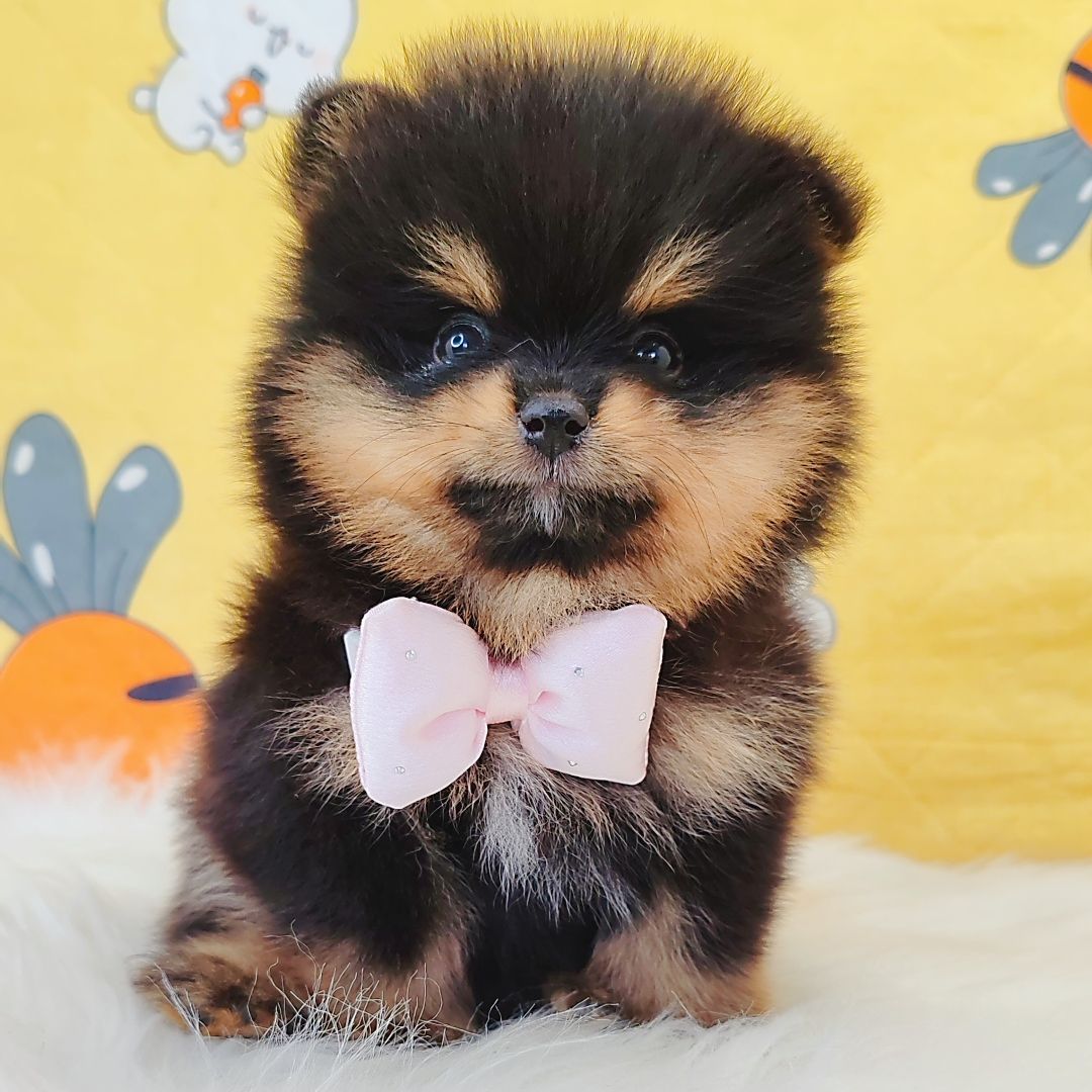 Pomeranian 博美
