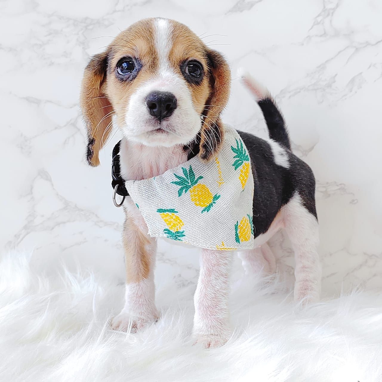Beagle 米格鲁
