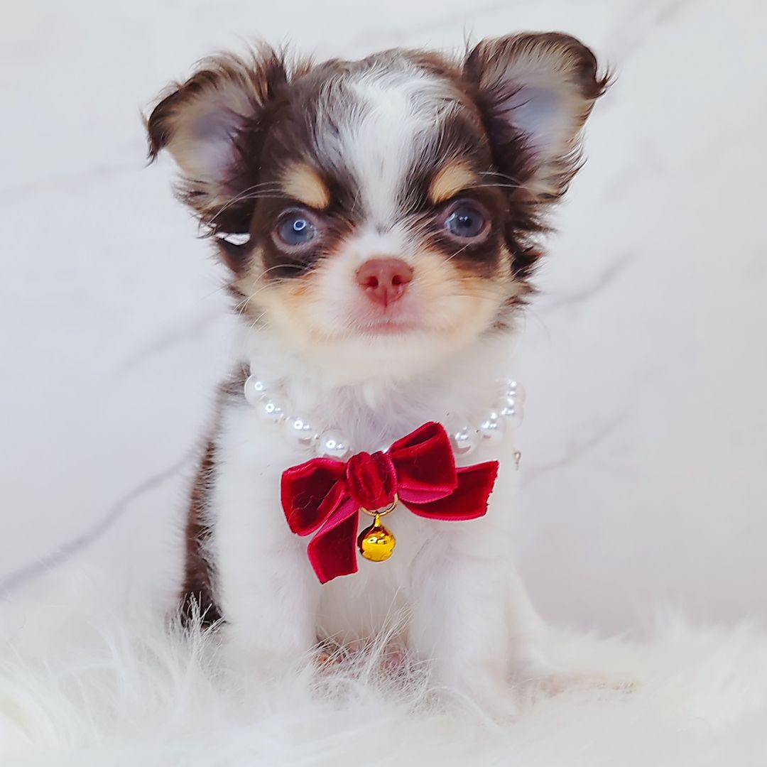 Chihuahua 吉娃娃