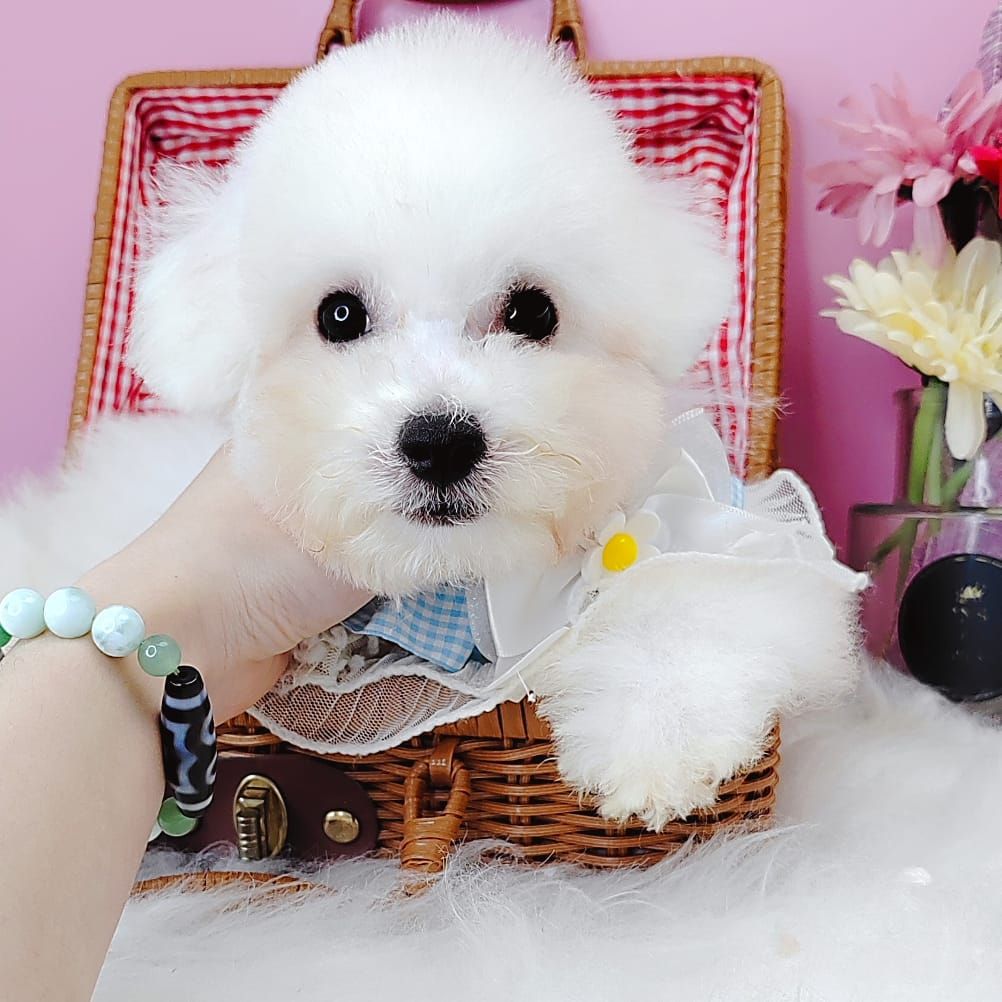 Bichon Frise 比熊