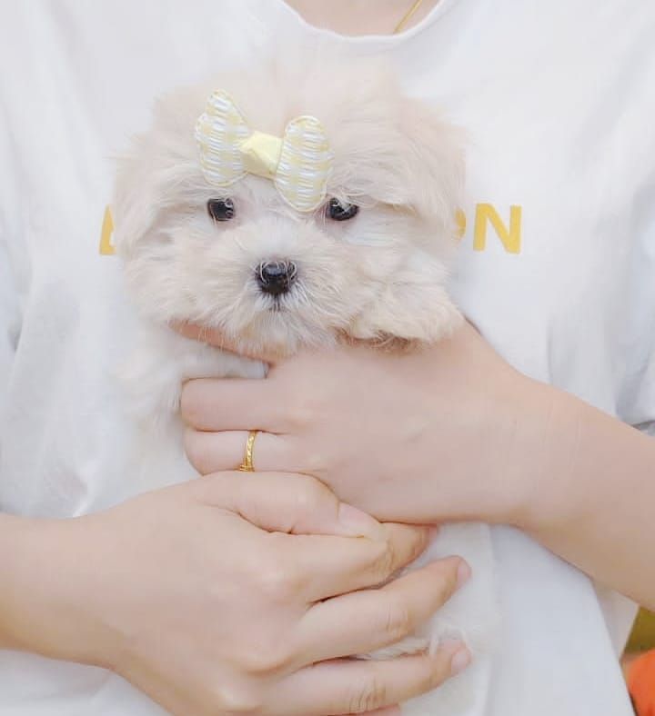 Maltese 马尔济斯