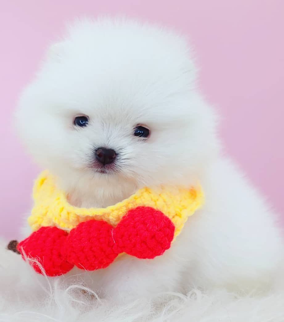 Pomeranian 博美