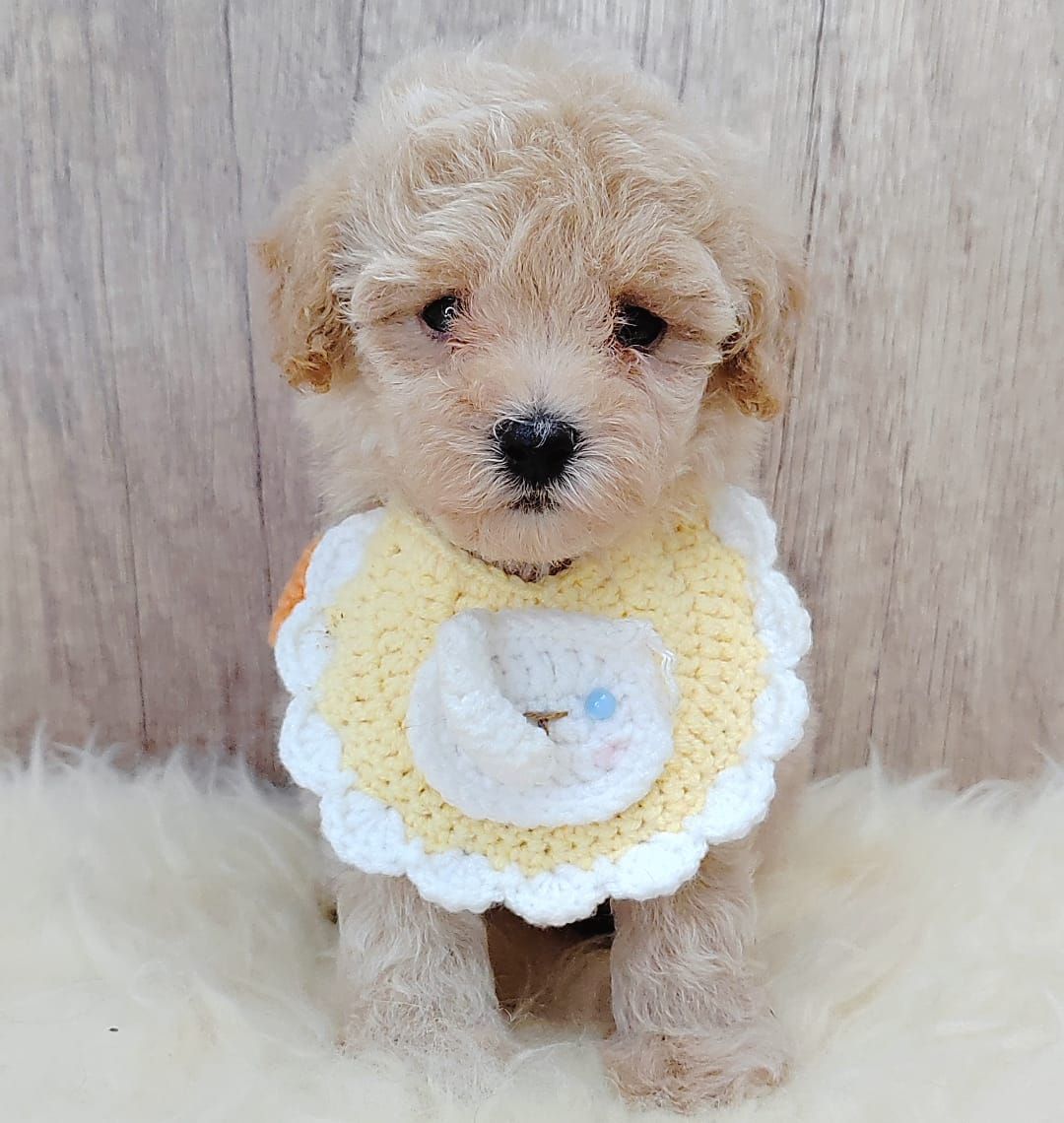 Poodle 娉拌开璐靛
