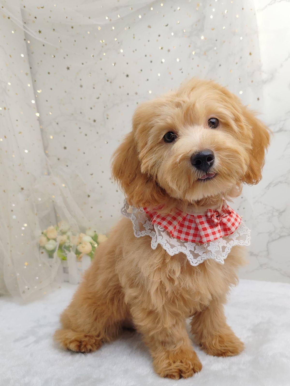Poodle 娉拌开璐靛