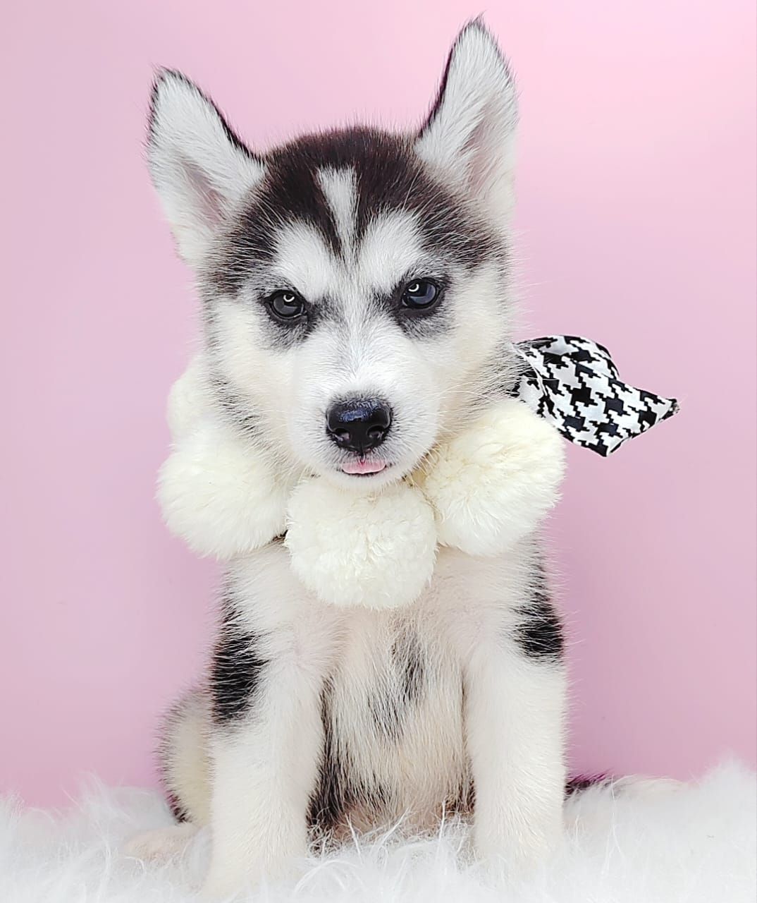Siberian Husky 西伯利亚哈士奇