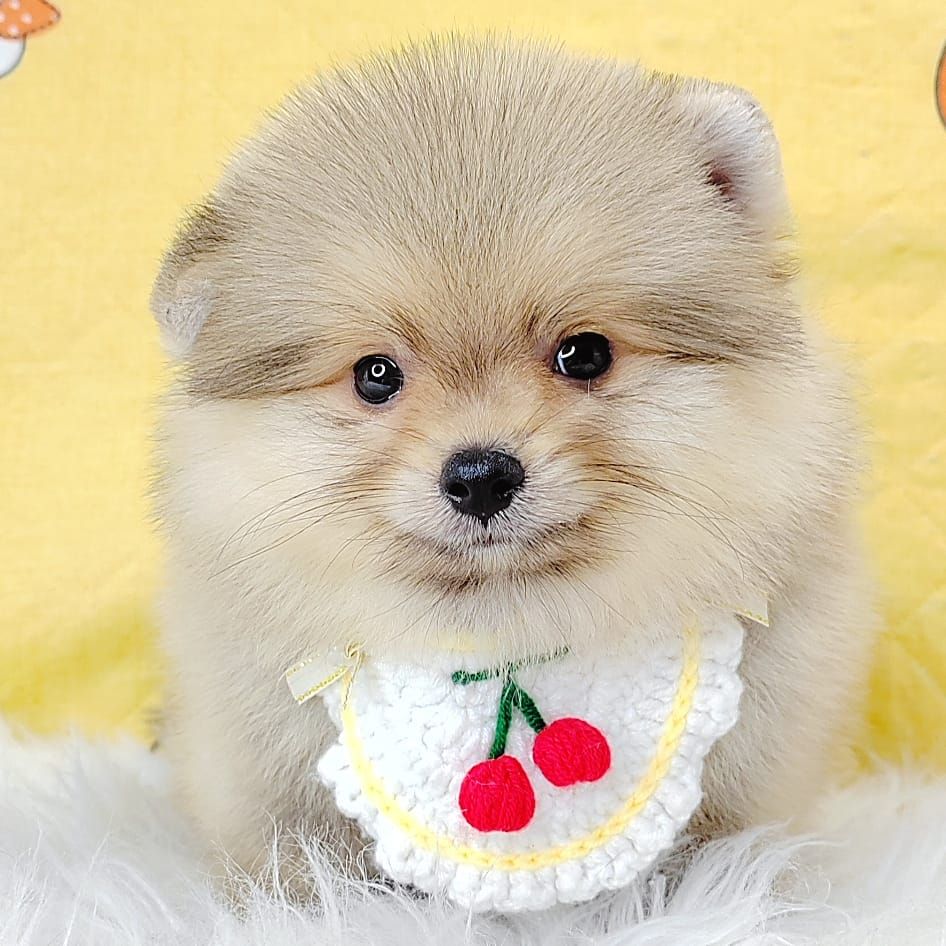 Pomeranian 博美