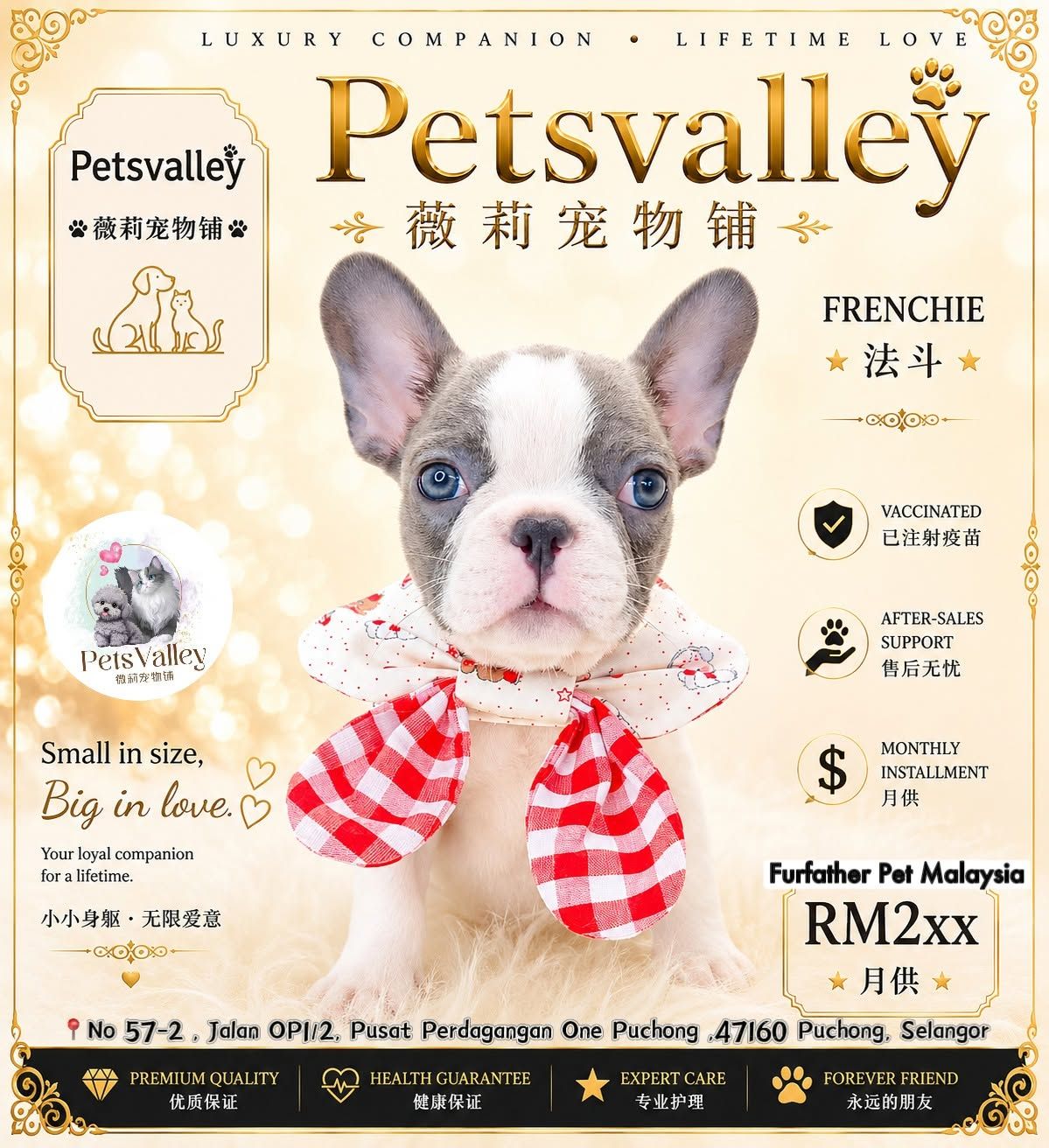 French Bulldog 法斗