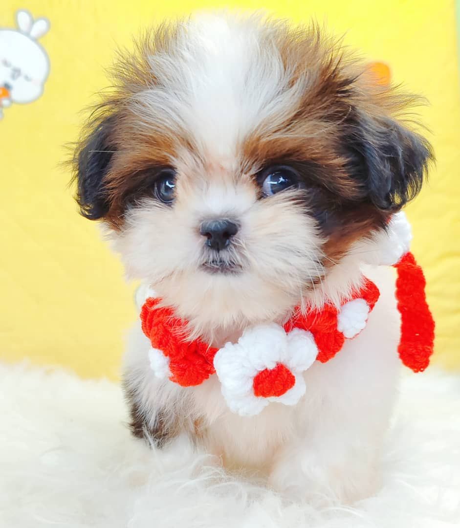 Shih Tzu 西施