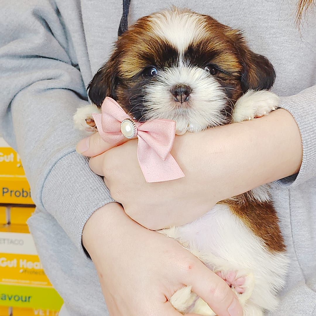 Shih Tzu 西施
