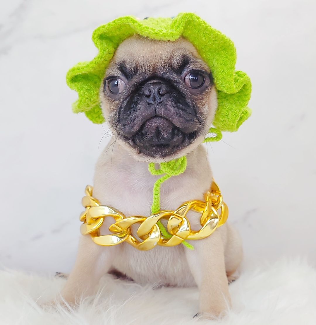 Pug 巴哥