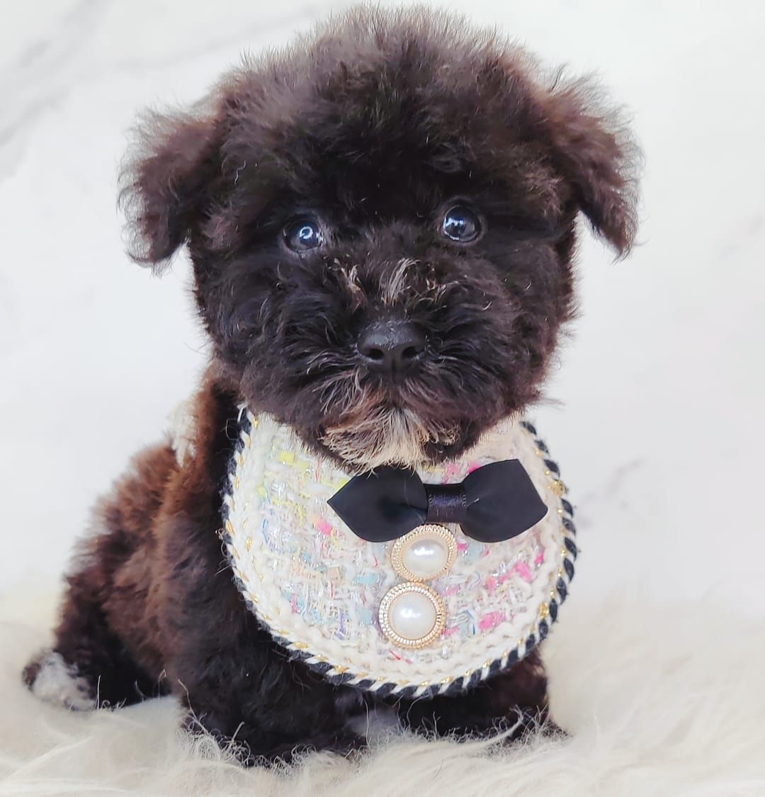 Poodle 娉拌开璐靛