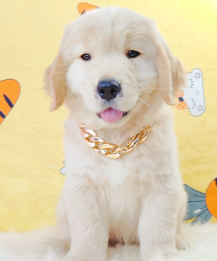 Golden Retriever 黄金猎犬