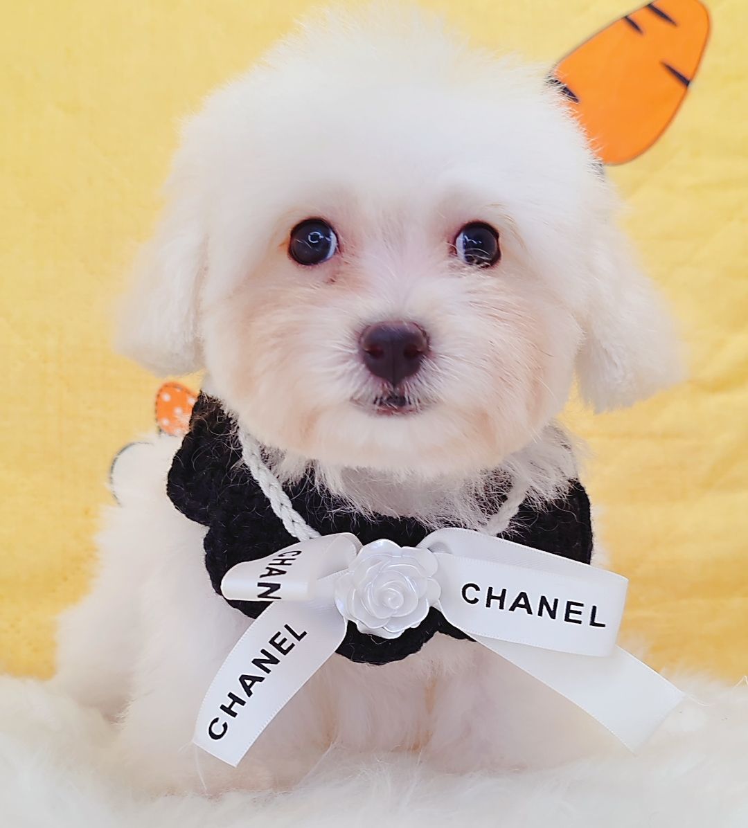 Poodle 娉拌开璐靛