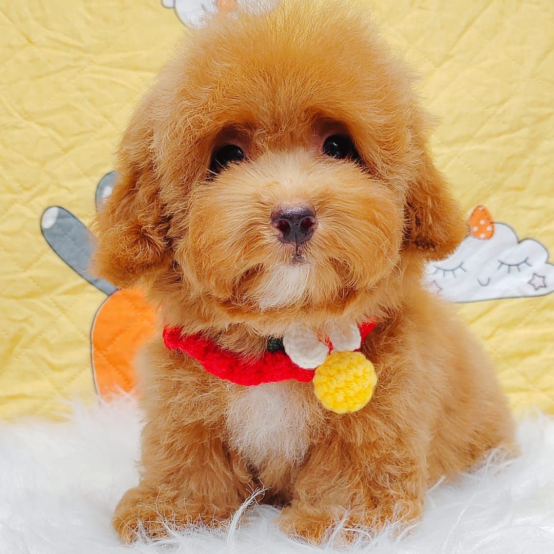 Poodle 娉拌开璐靛