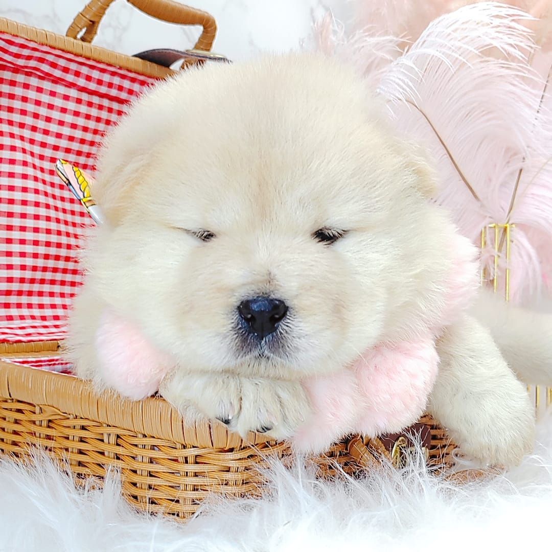 Chow Chow 松狮犬