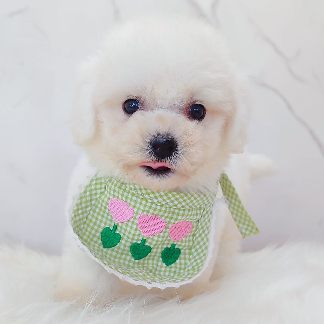 Bichon Frise 比熊