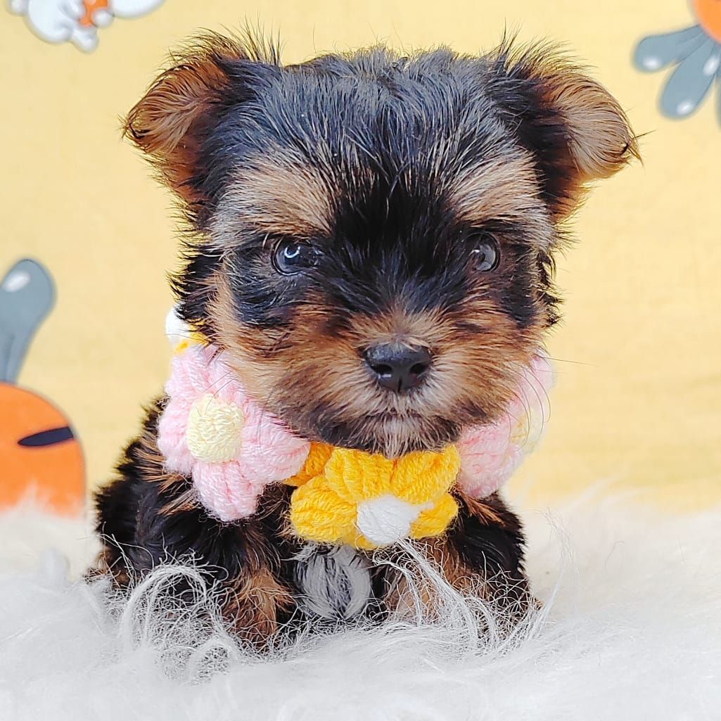 Yorkshire Terrier 约克夏