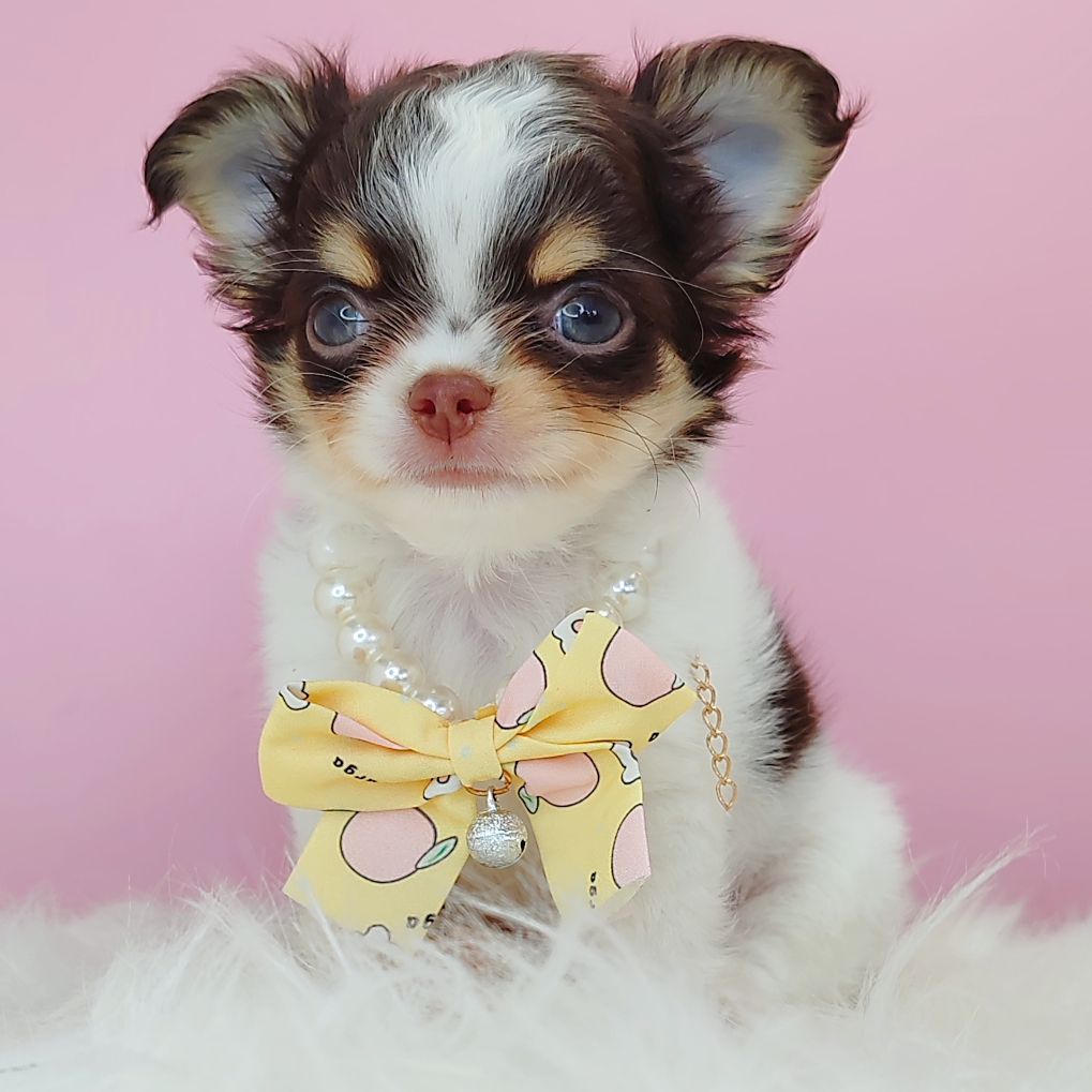 Chihuahua 吉娃娃