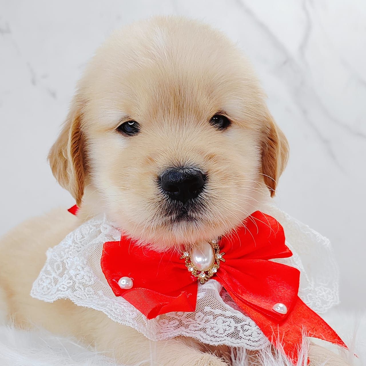 Golden Retriever 黄金猎犬