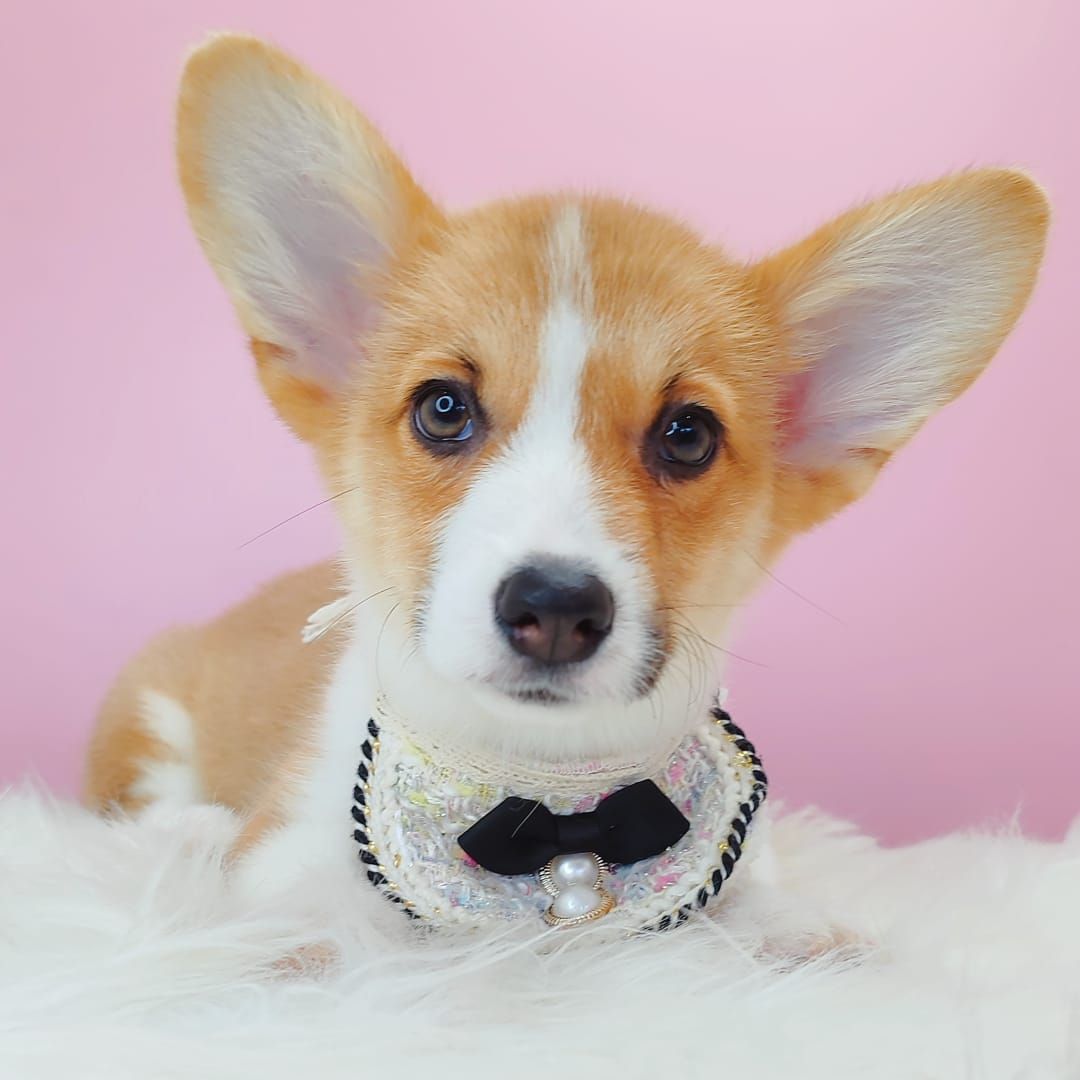 Corgi 柯基