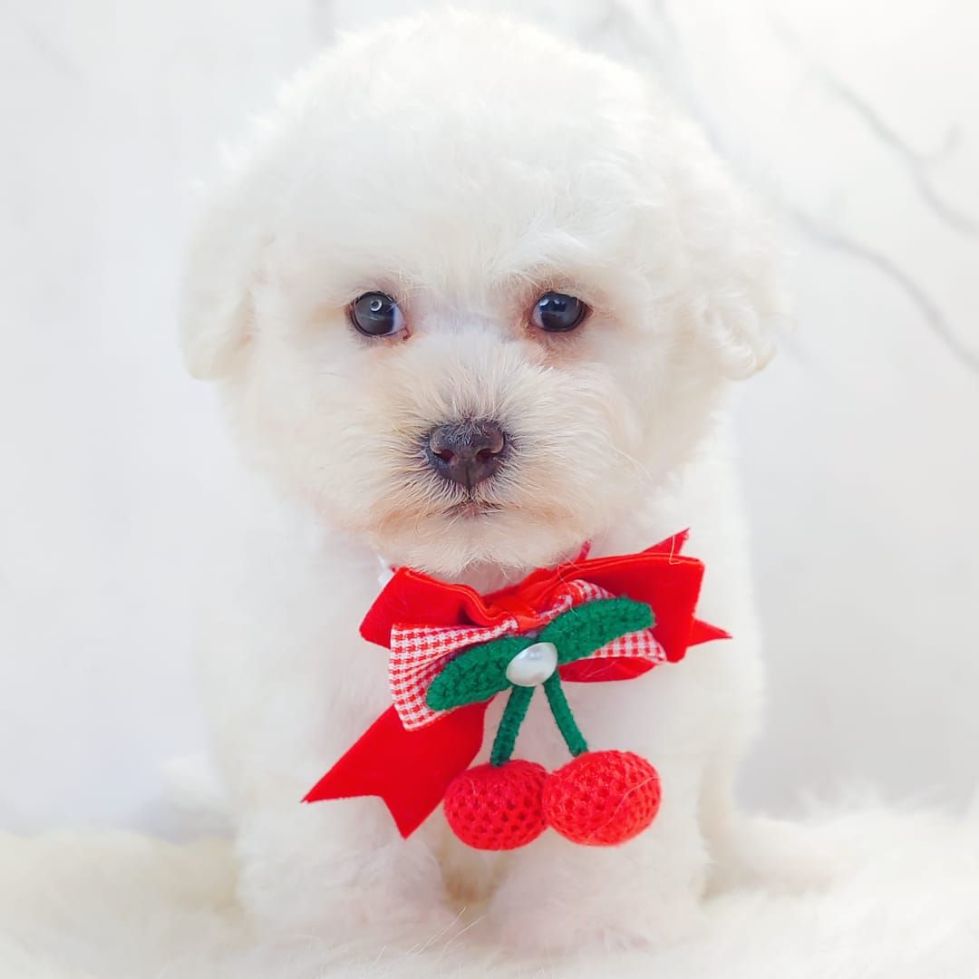 Bichon Frise 比熊