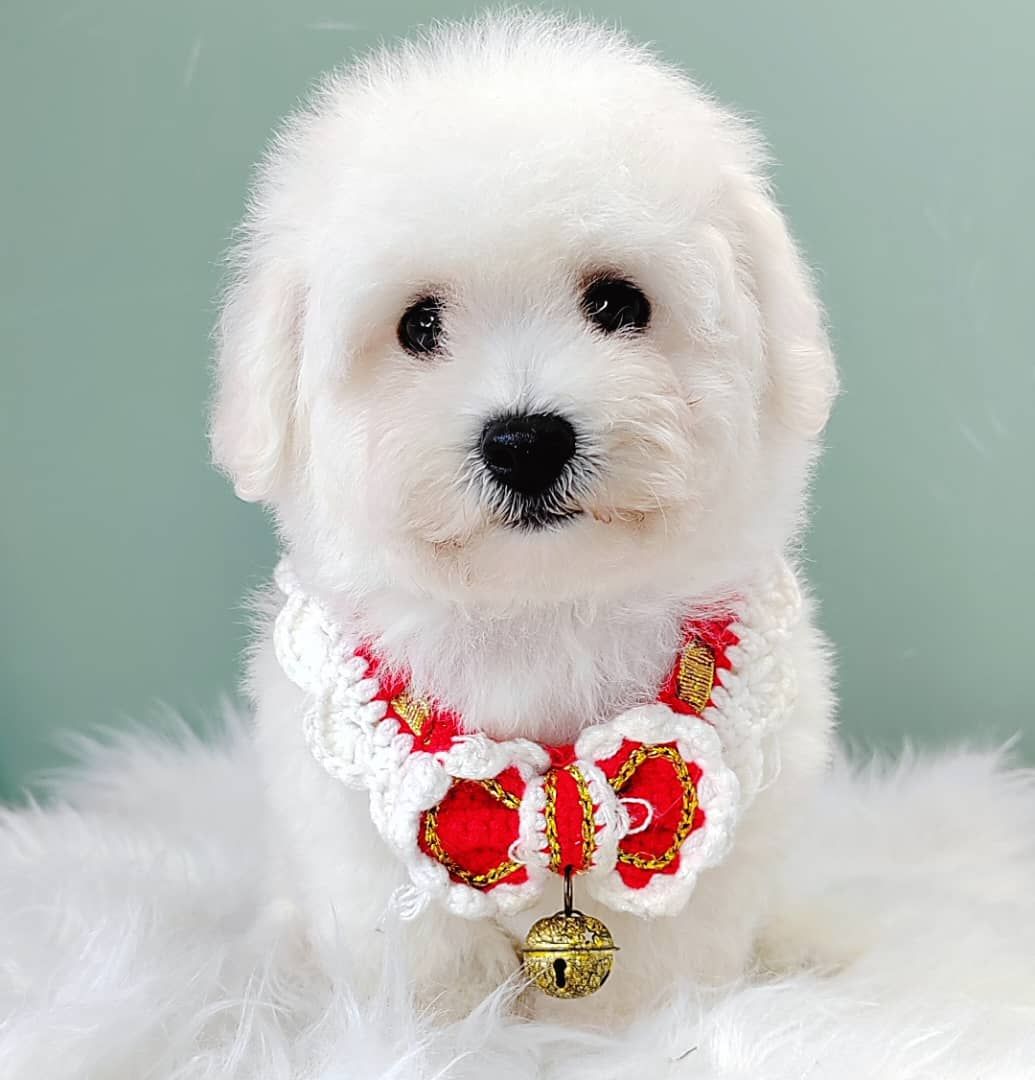 Bichon 比熊
