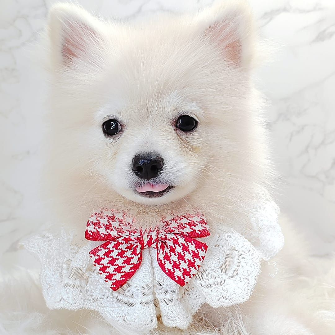 Pomsky 博士奇