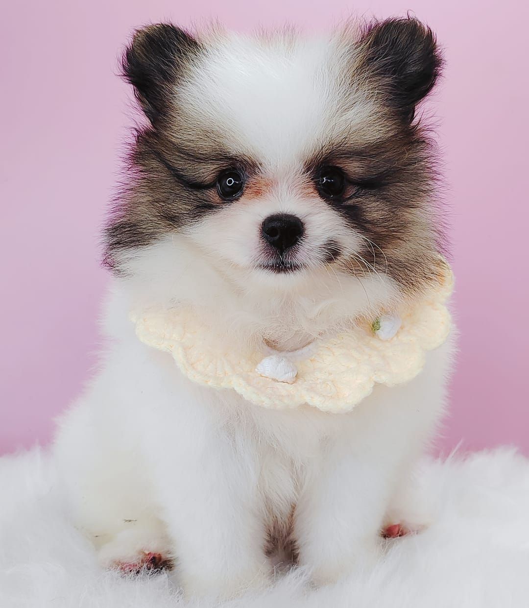 Pomeranian 博美
