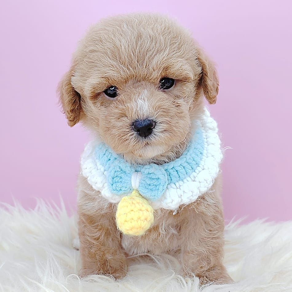Poodle 娉拌开璐靛