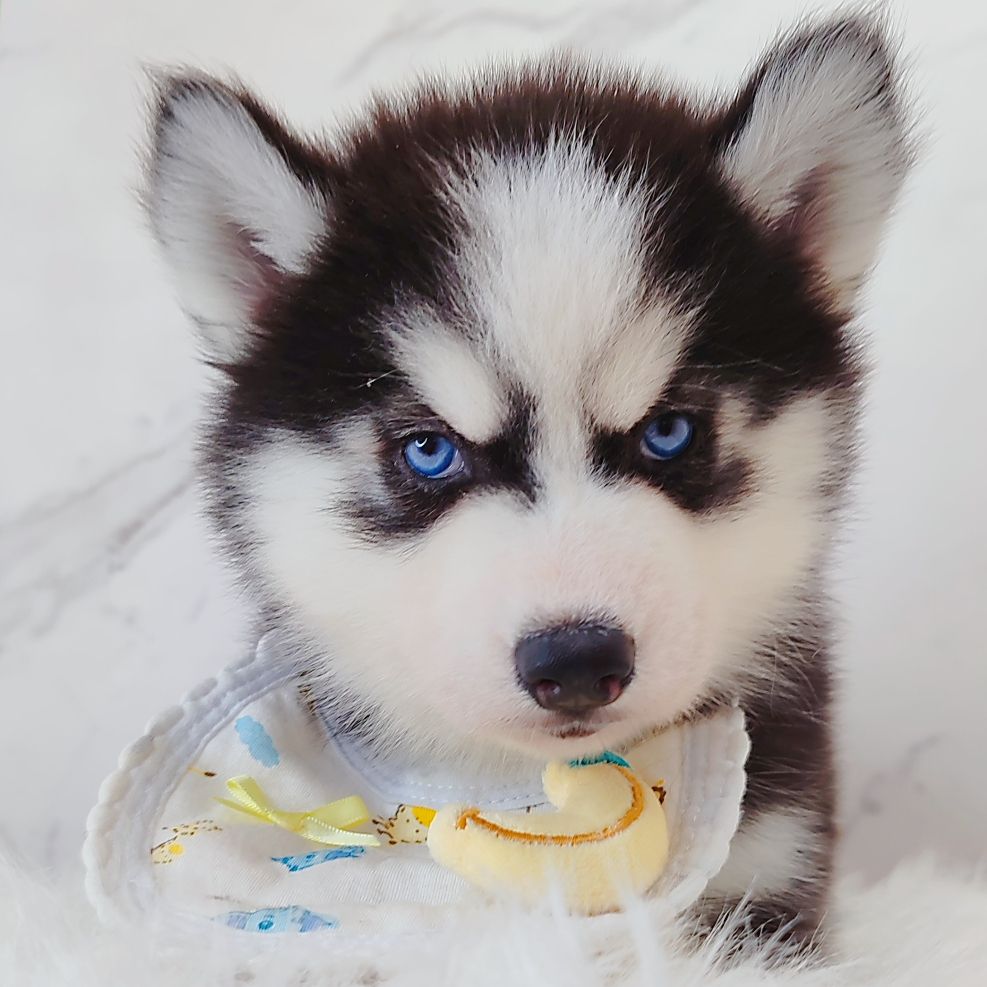 Wooly Husky 长毛哈士奇